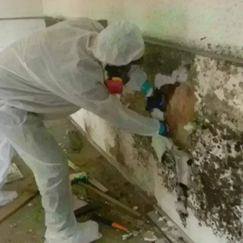 Mold Remediation and Removal in Saint Albans, ME